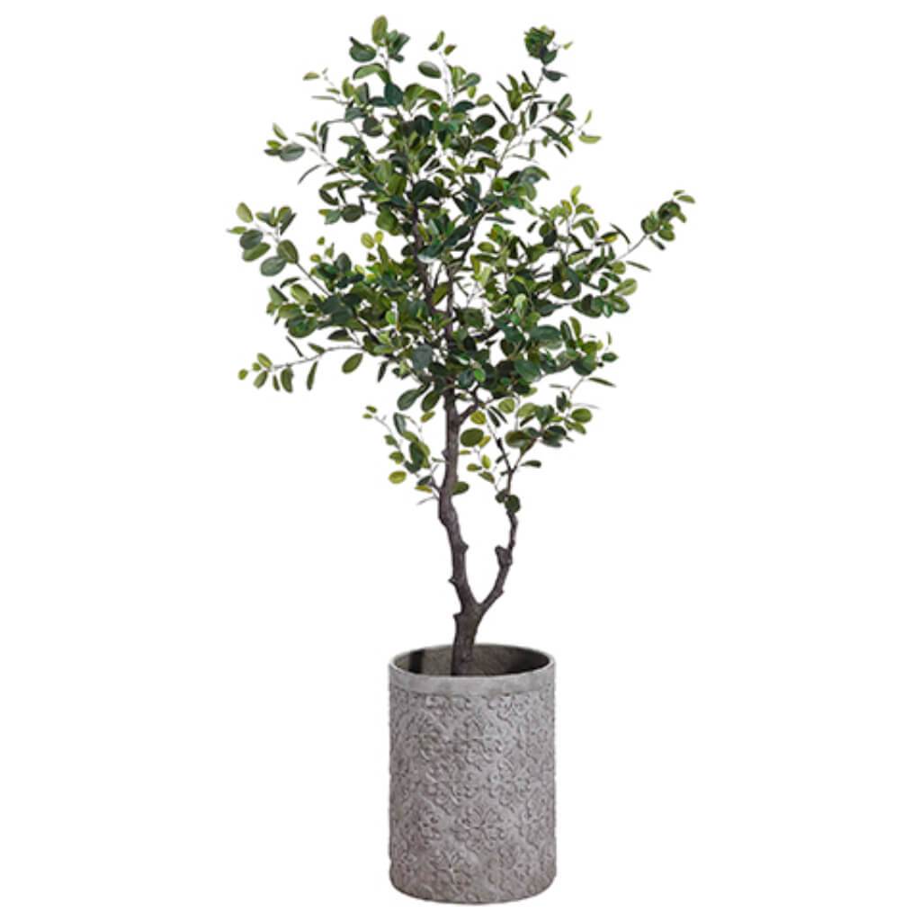 Eva Ficus Tre In Fiber Cement Planter 6.5Ft