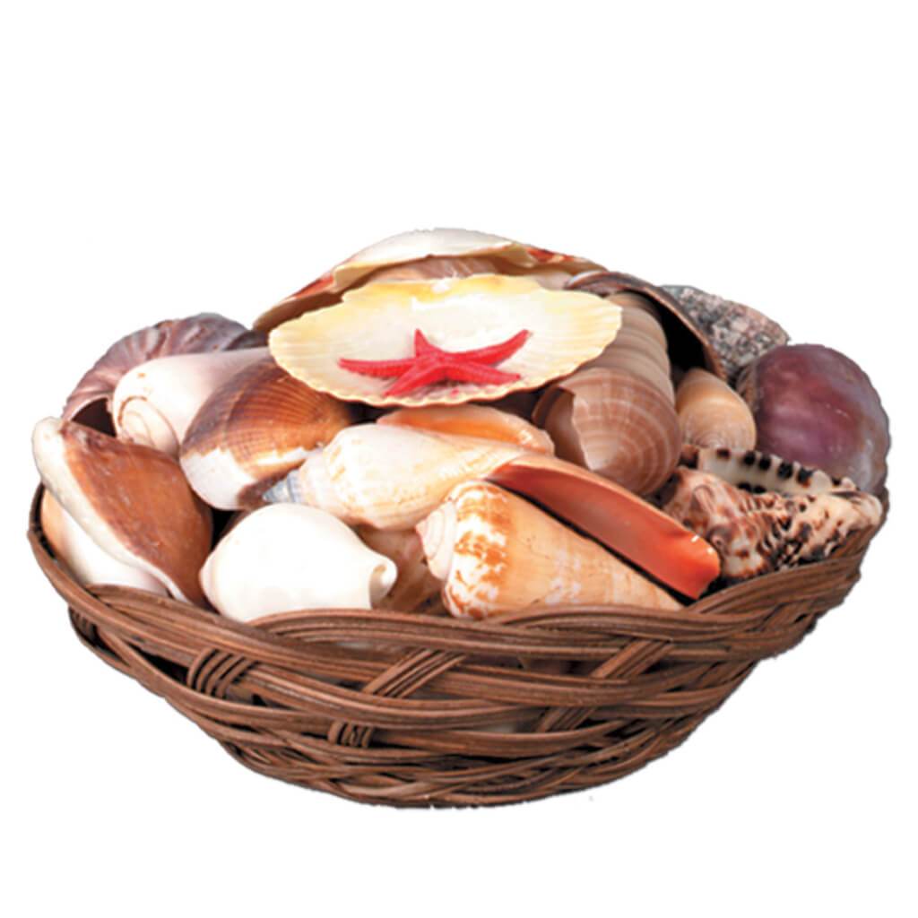 Shell Basket 