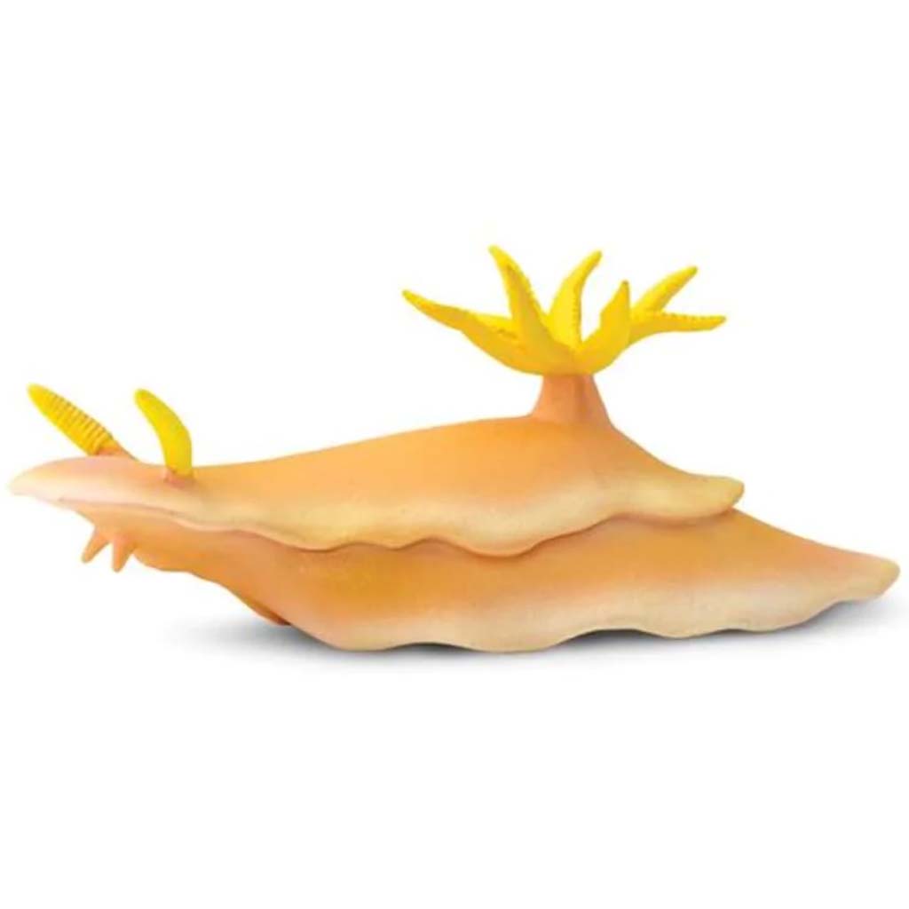 Nudibranch 