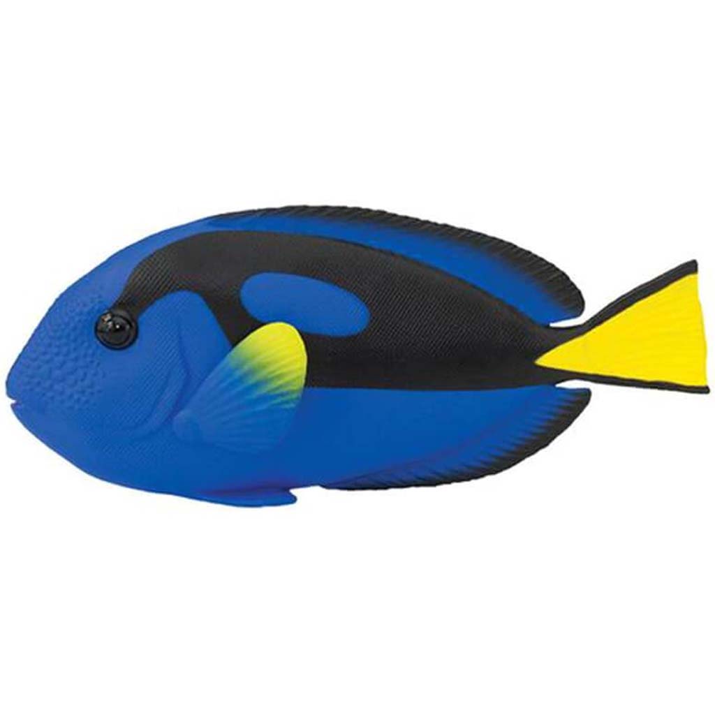 Blue Tang