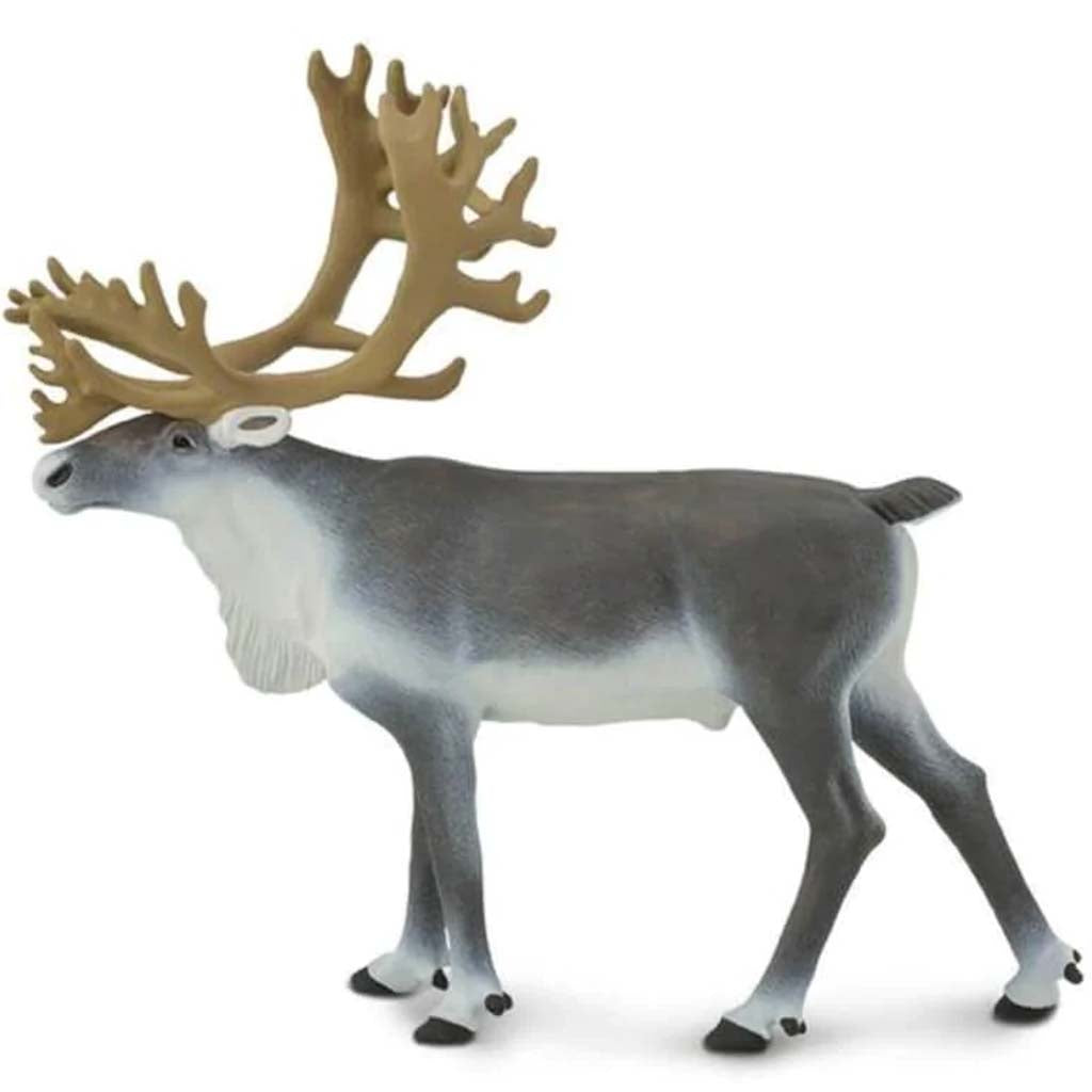 Caribou 