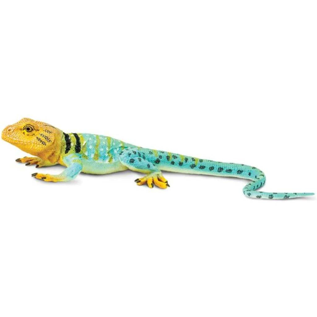 Collared Lizard 