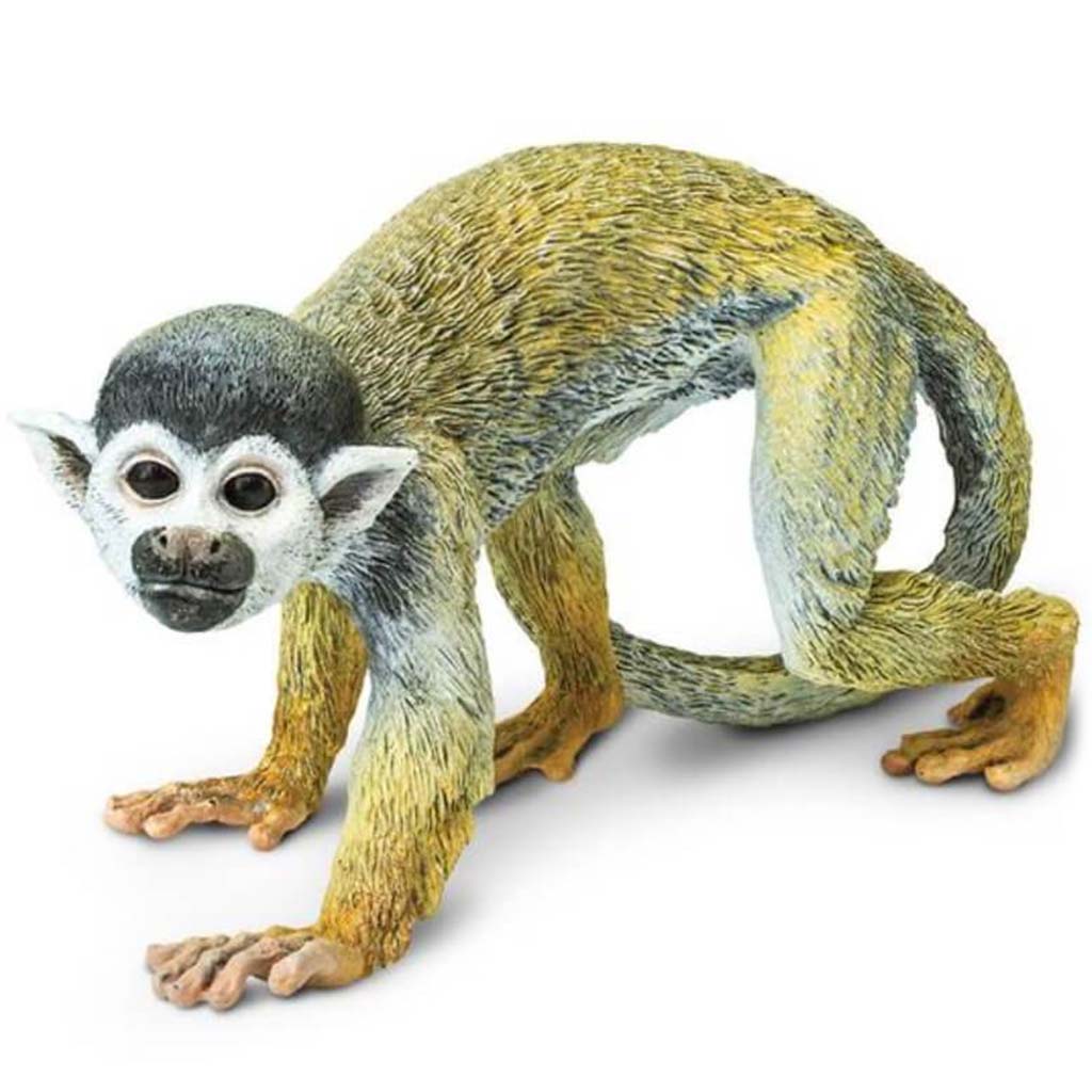 Squirrel Monkey 