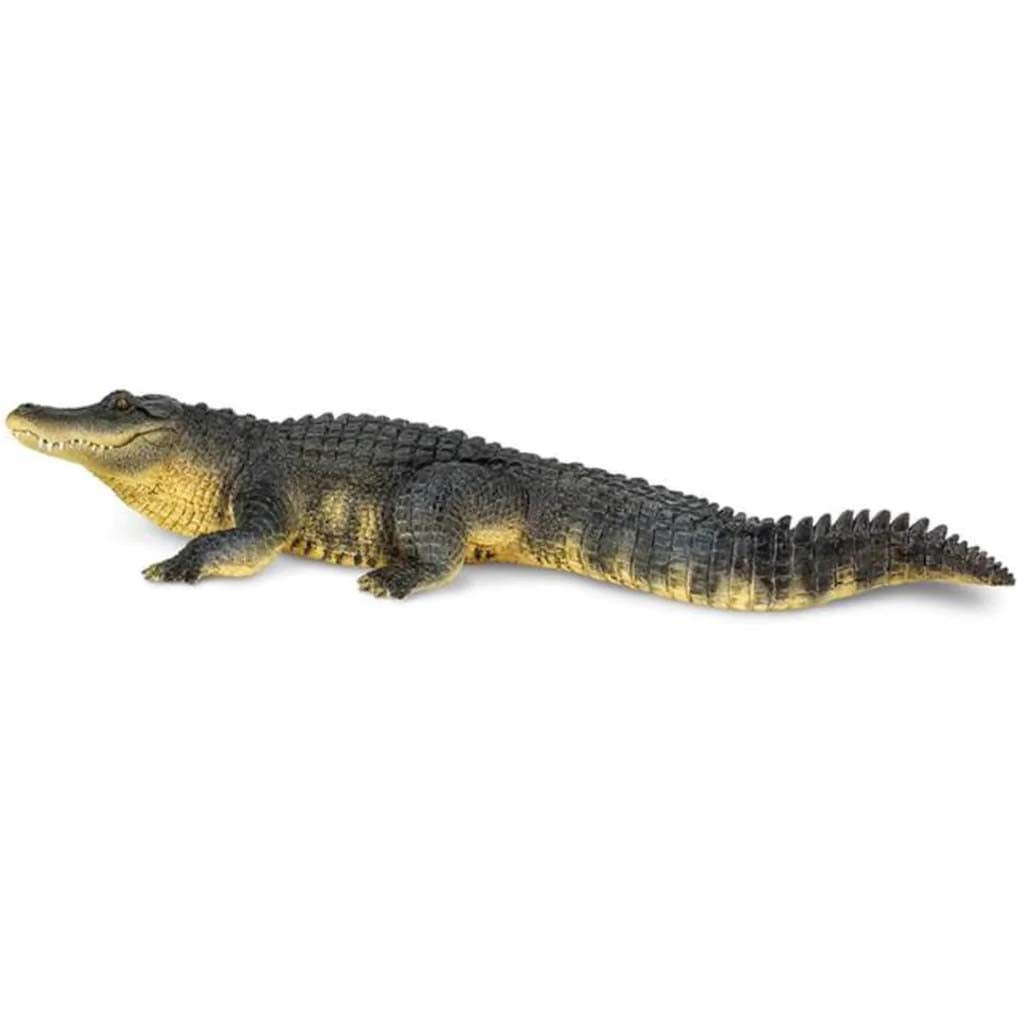 Alligator 