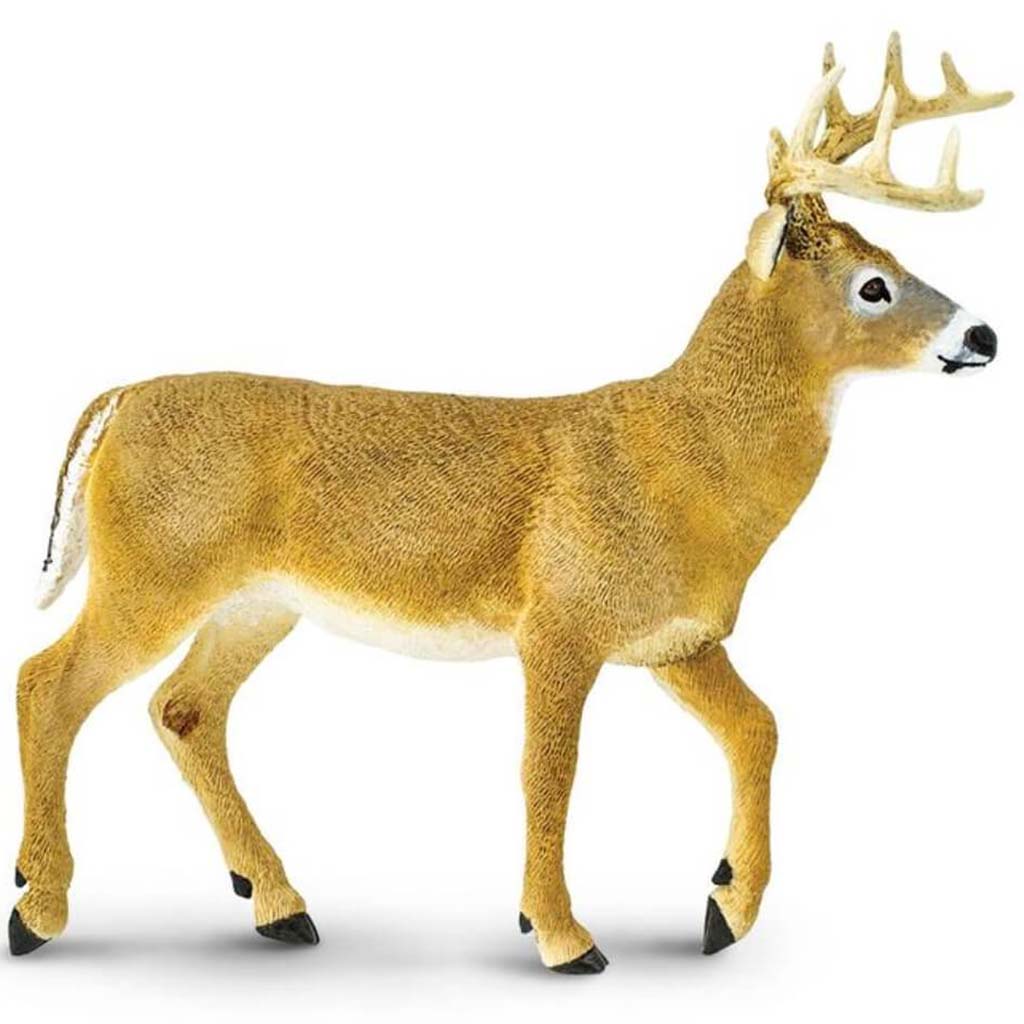 Whitetail Buck 