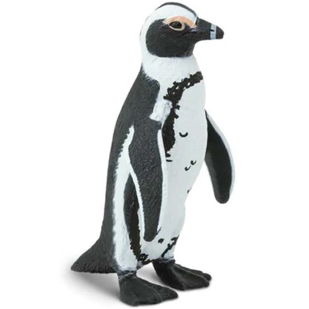 African Penguin 