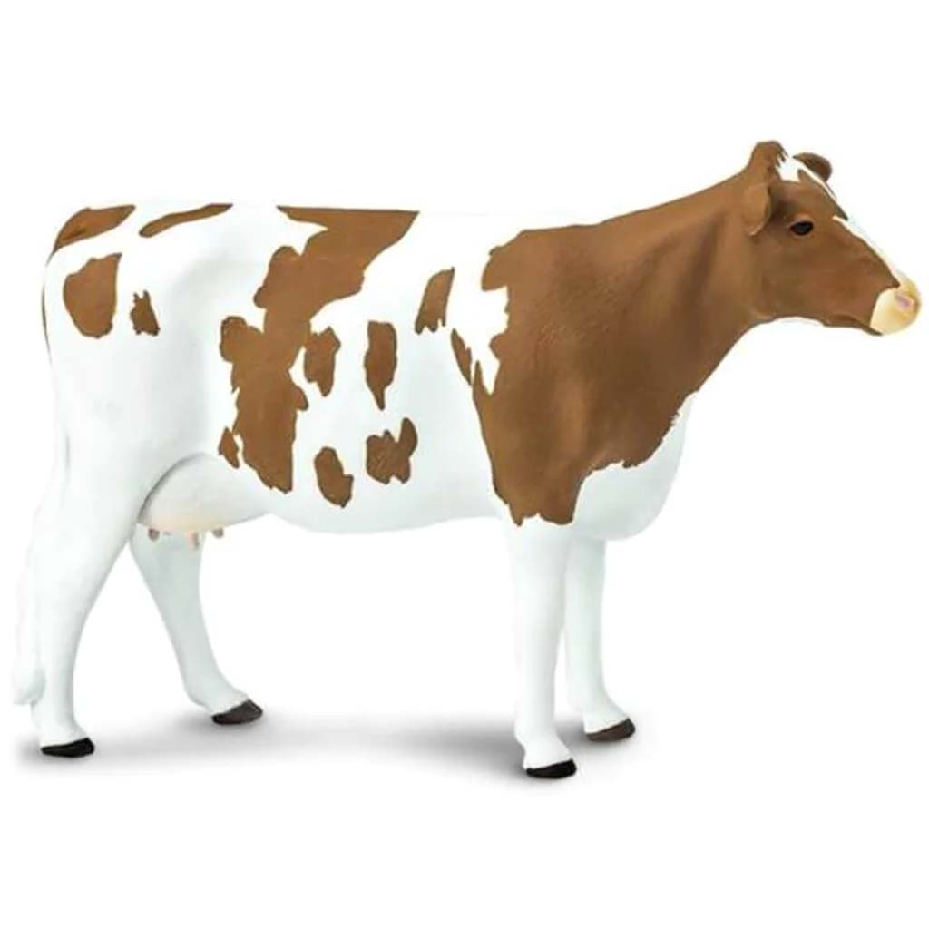 Ayrshire Cow 