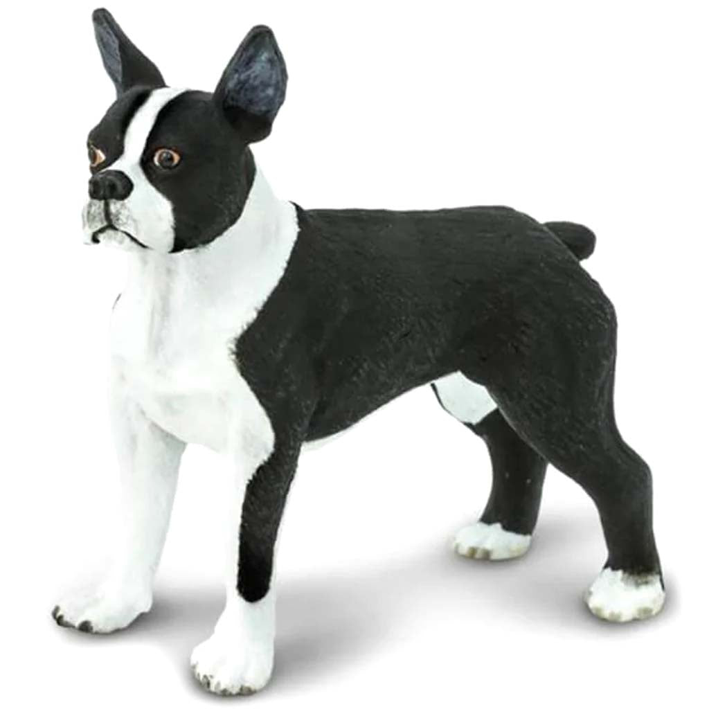 Boston Terrier 