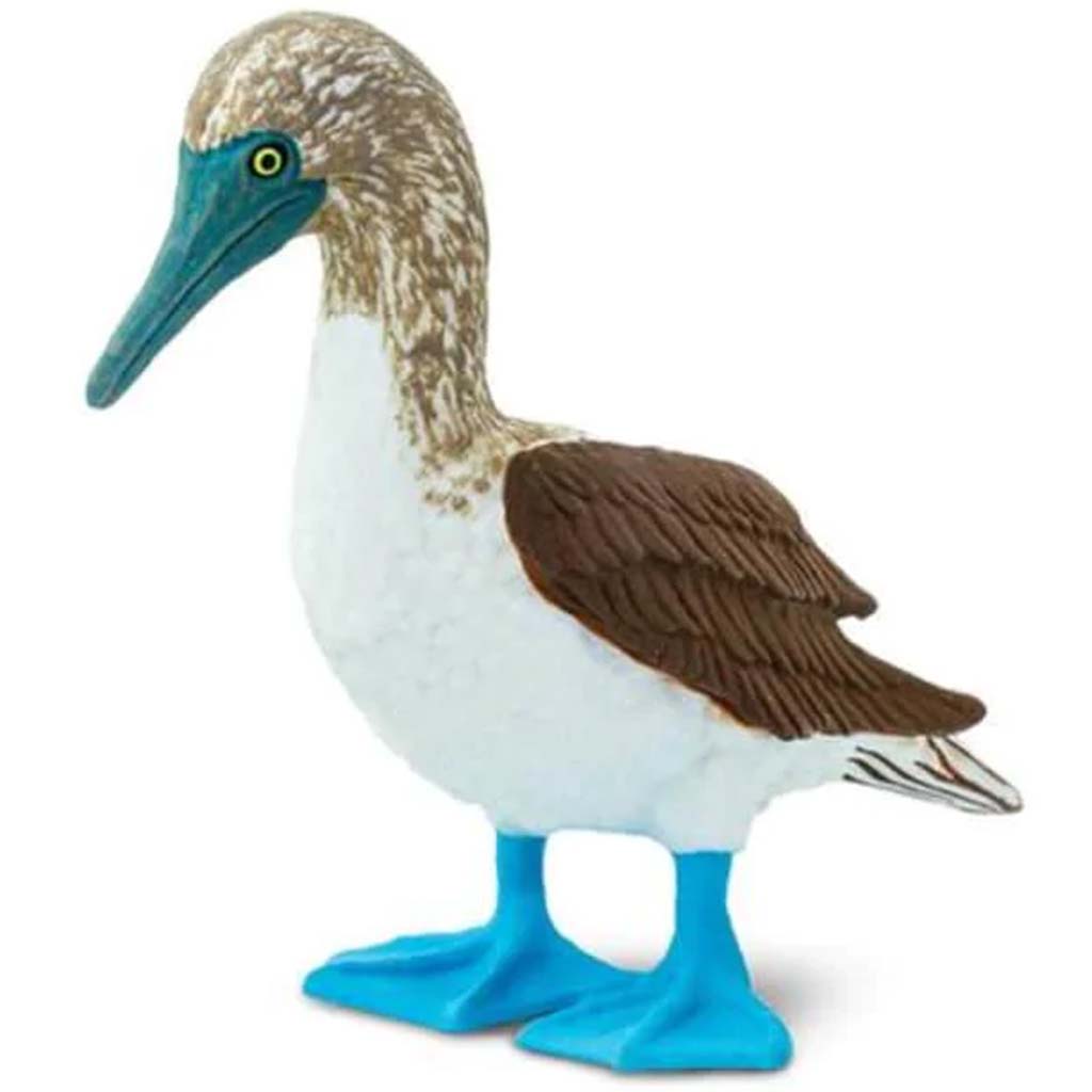 Blue Footed Booby 