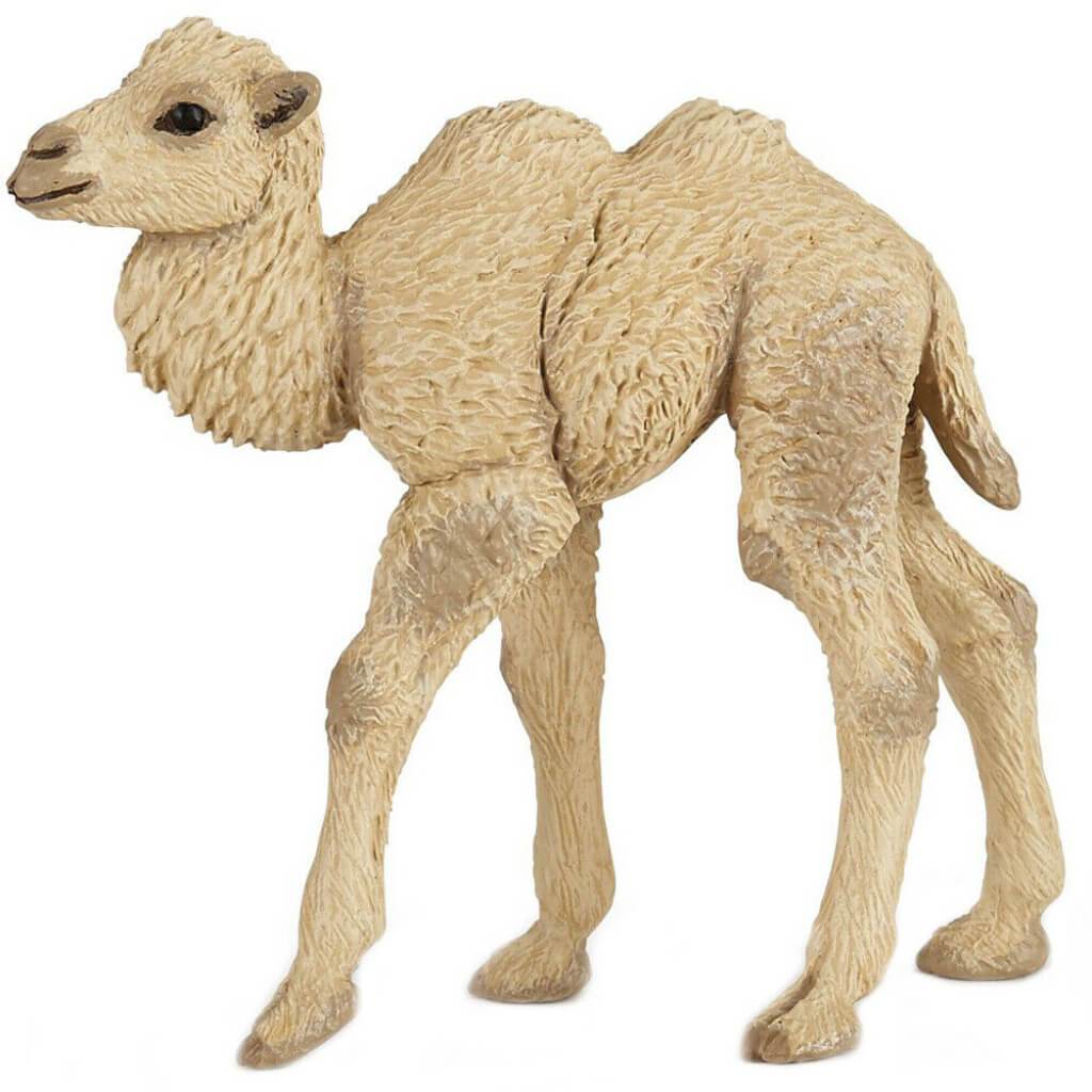 PAPO CAMEL CALF 