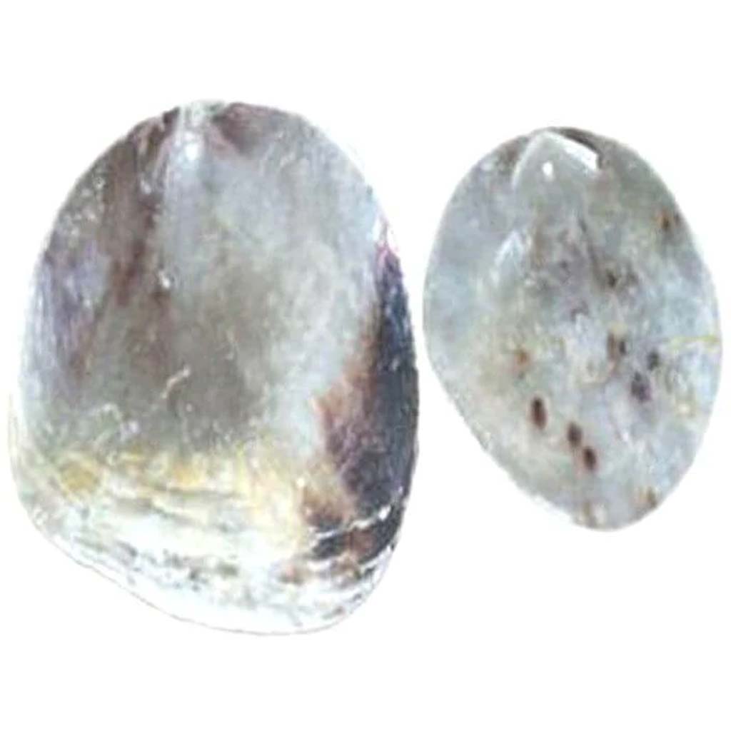 Drilled Saddle Oyster Shells 4-5"