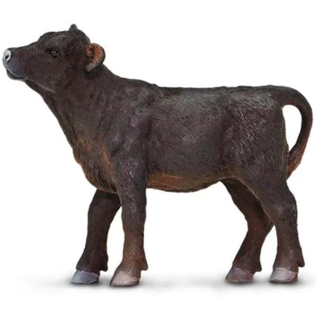 Angus Calf 