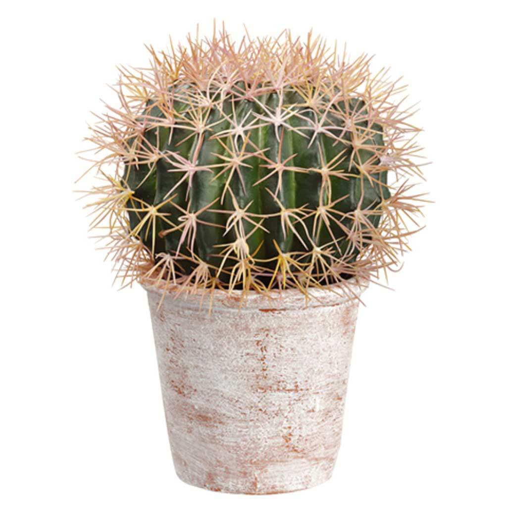 Barrel Cactus in P/M Pot Green 12in