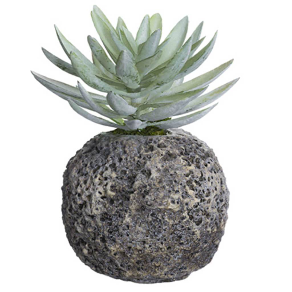 Dudleya In Cement Pot Gr/Gy 9" 