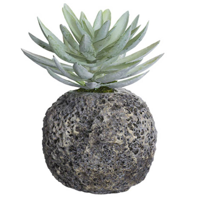 Dudleya In Cement Pot Gr/Gy 9" 