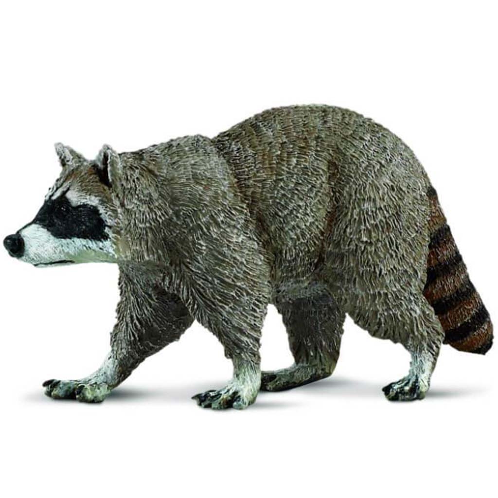 Raccoon 