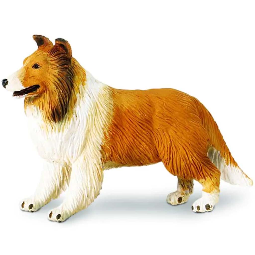 Collie 