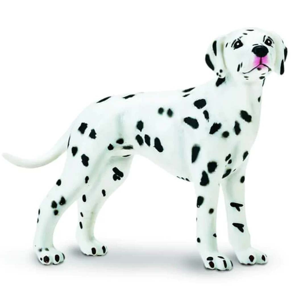 Dalmatian 