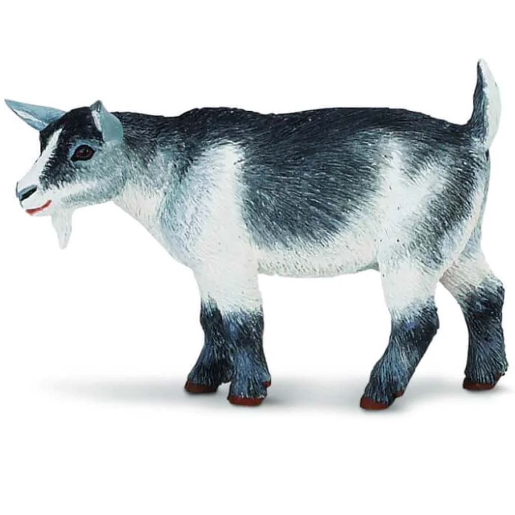 Pygmy Nanny Goat 