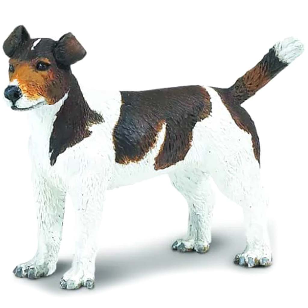 Jack Russell Terrier 