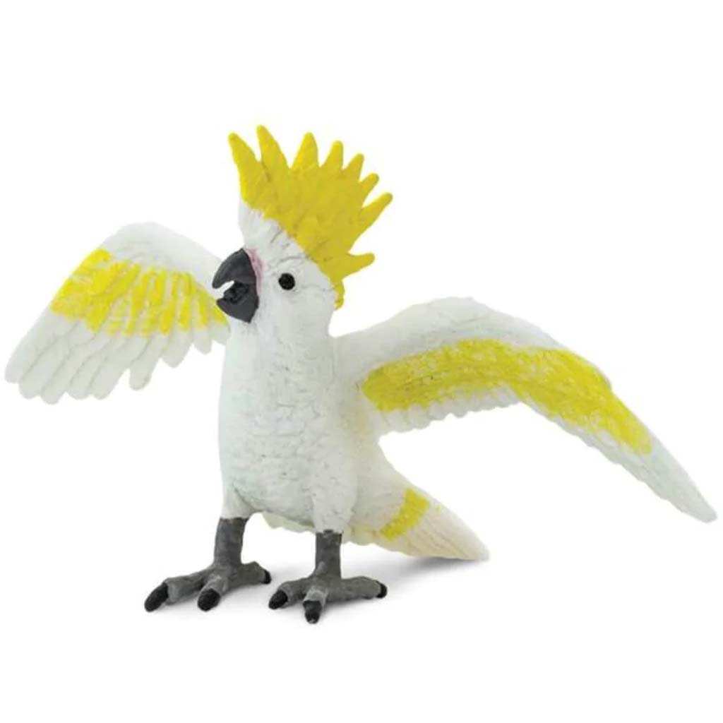 Cockatoo 