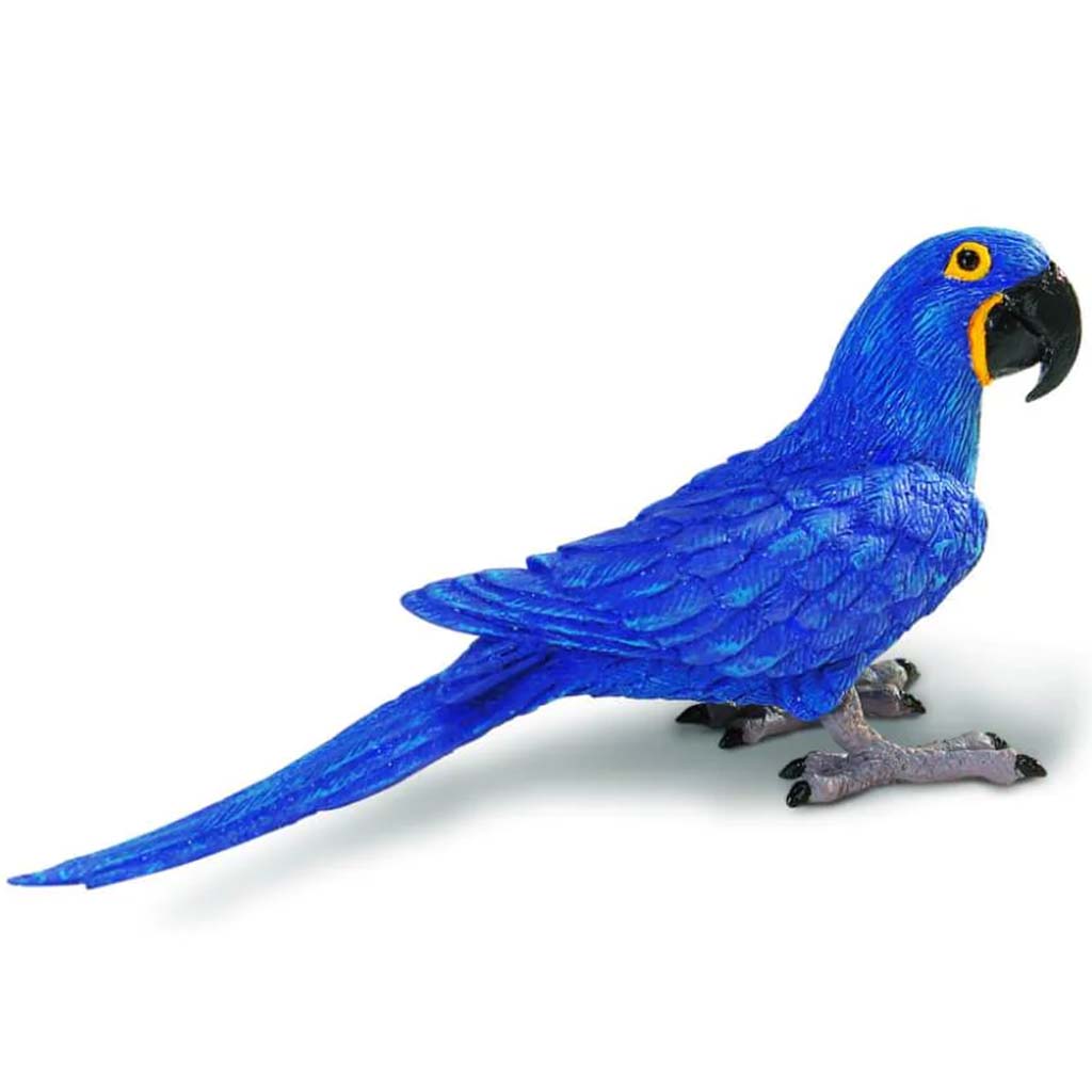 Hyacinth Macaw 