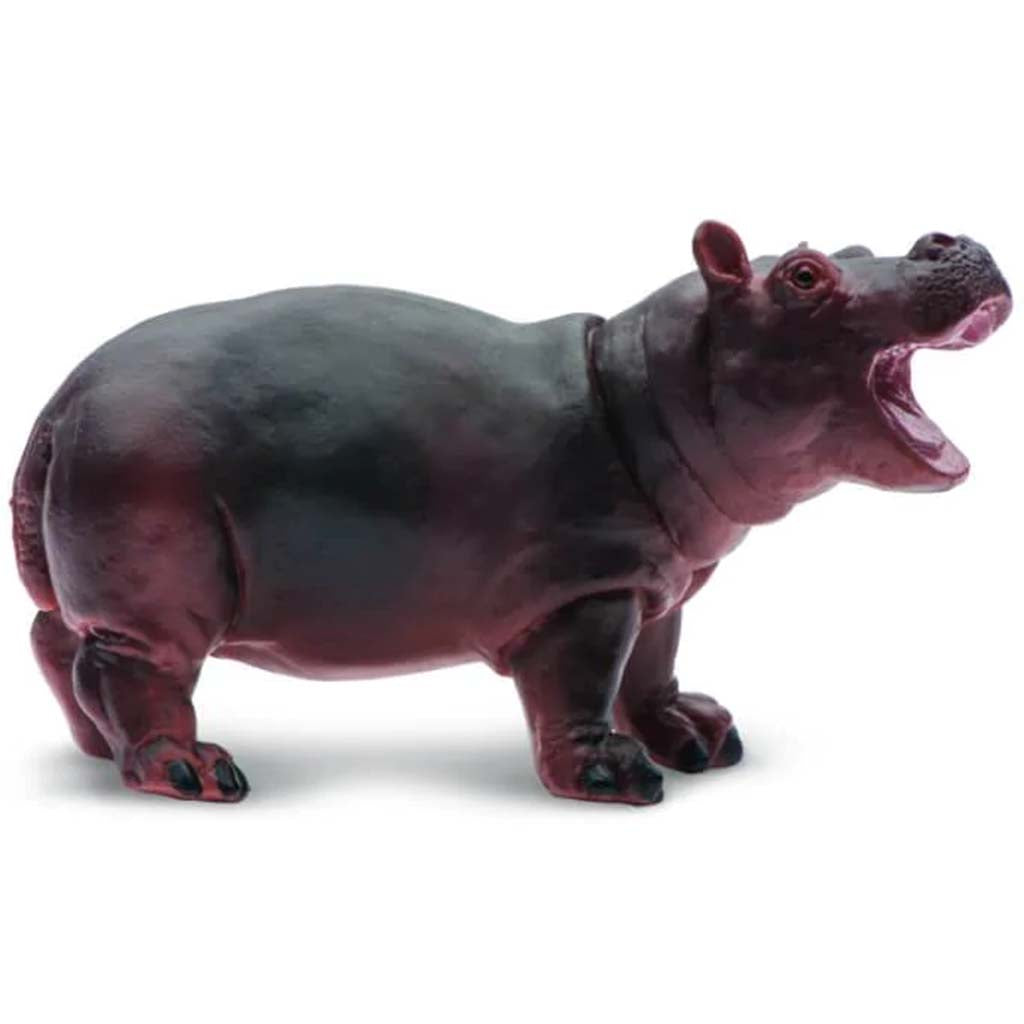 Hippopotamus Baby 