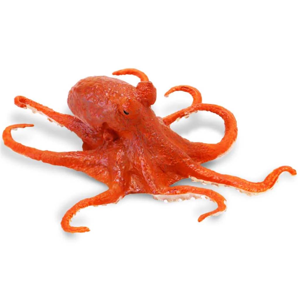 Octopus 