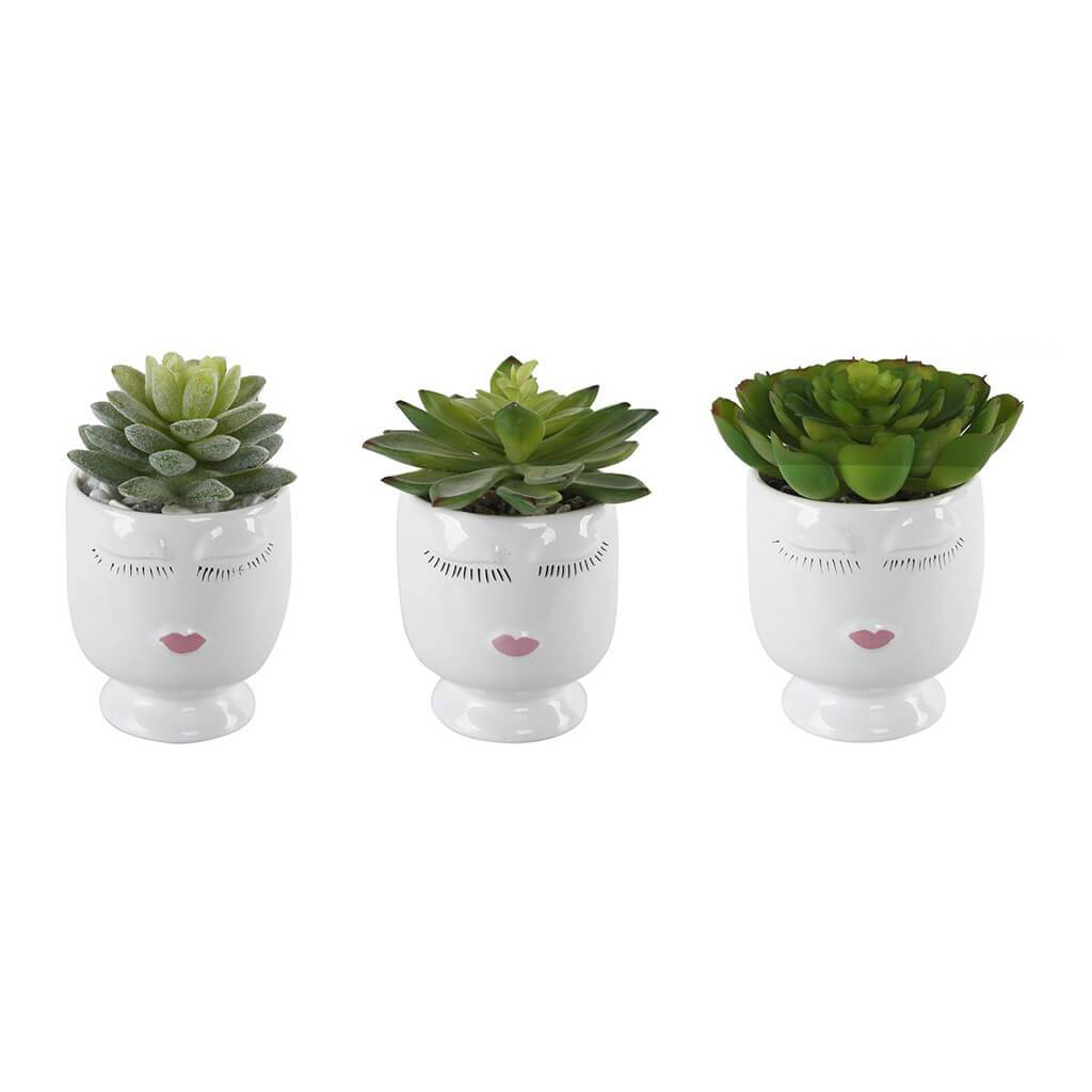 Beauty Pot Succulent Small 