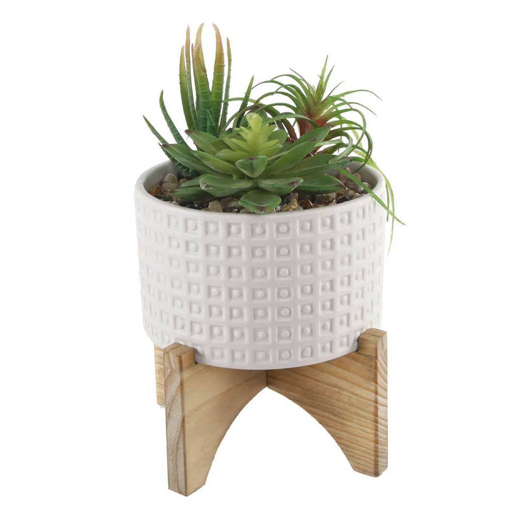 Succulent In Wht Pot W/ Stand 