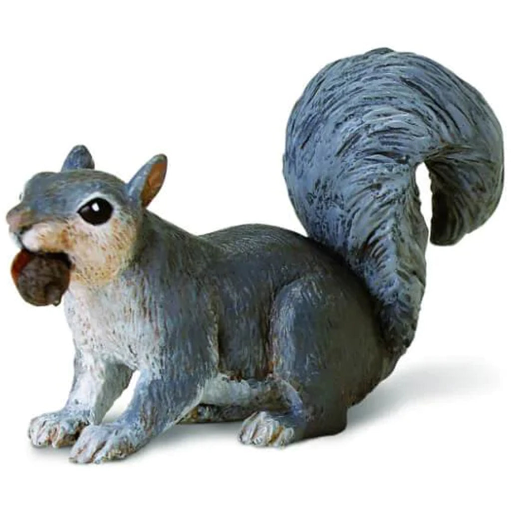 Gray Squirrel 