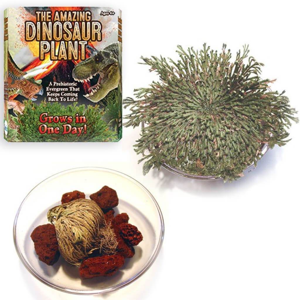 Dino Plant 