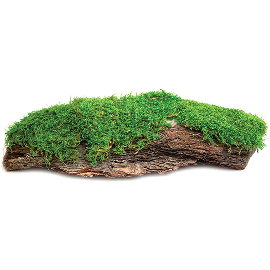 Moss Bark 10in-15in Fresh Green 1pc