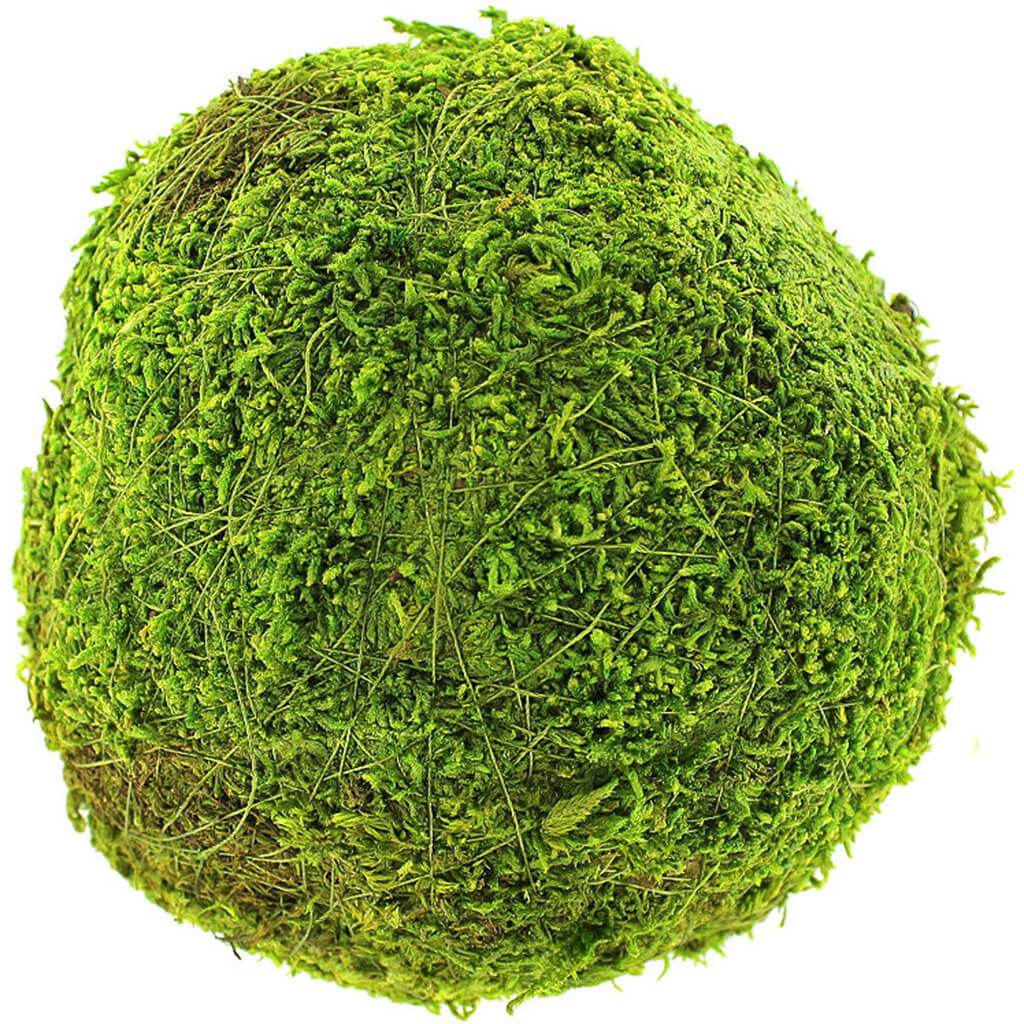 Bulk Moss Balls 6in Fresh Green