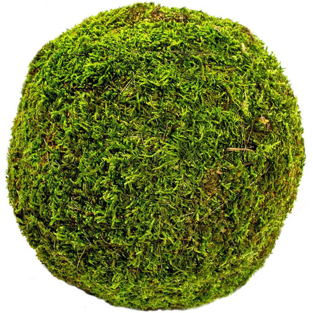 Bulk Moss Balls 8in Fresh Green