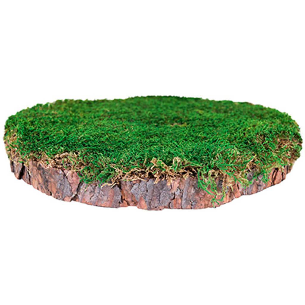 Mossy Tree Stump 10in Dia. 1in Tall Fresh Green