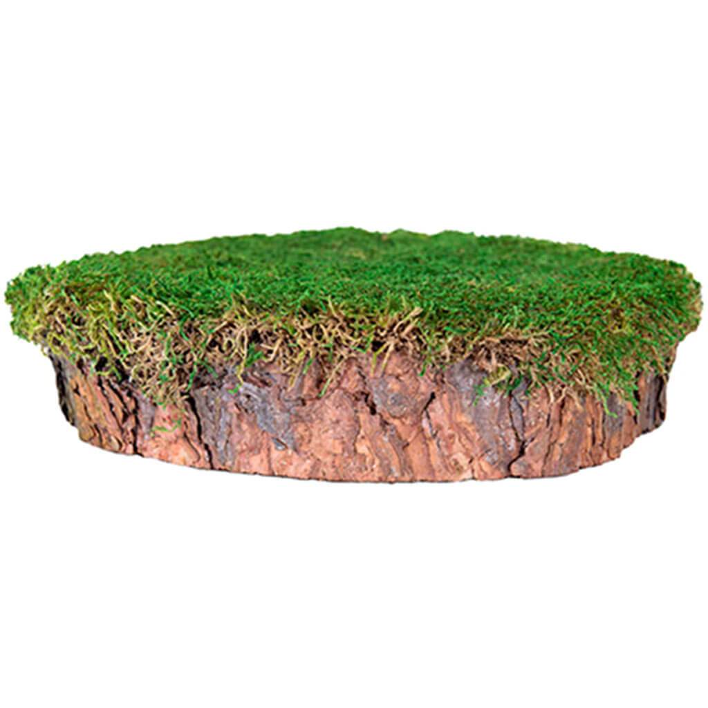 Mossy Tree Stump 10in Dia. 2in Tall Fresh Green