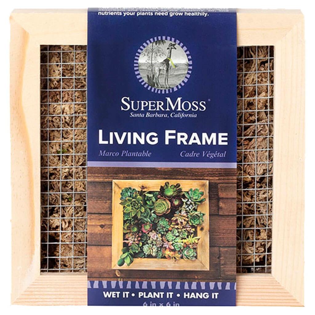 Sphagnum Moss Living Frame Natural 6in x 6in