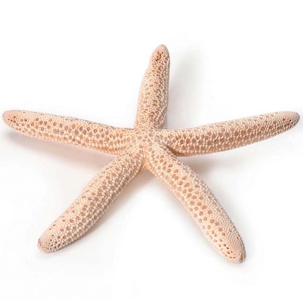 FLORAL STARFISH SUGAR WHT 15CM 