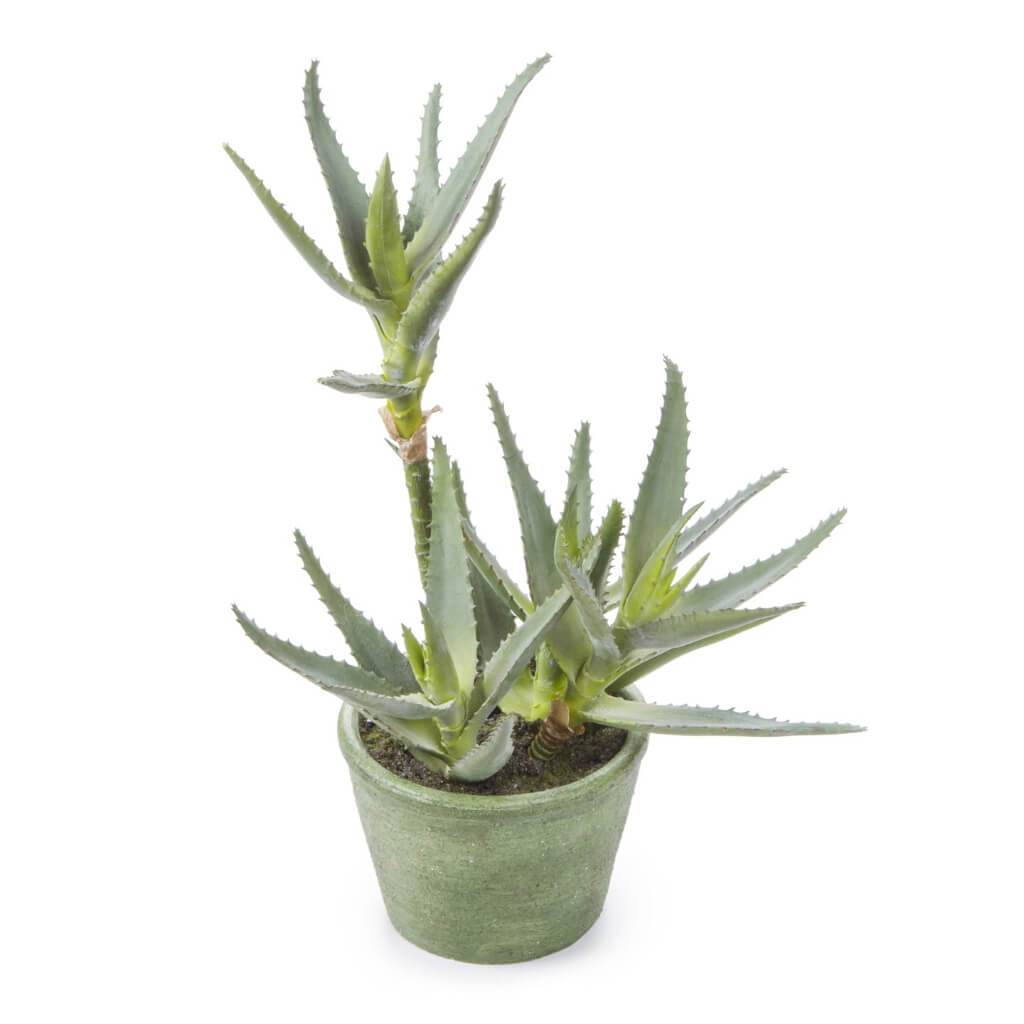 EVD SUCCULENT ALOE POT GR 12IN 