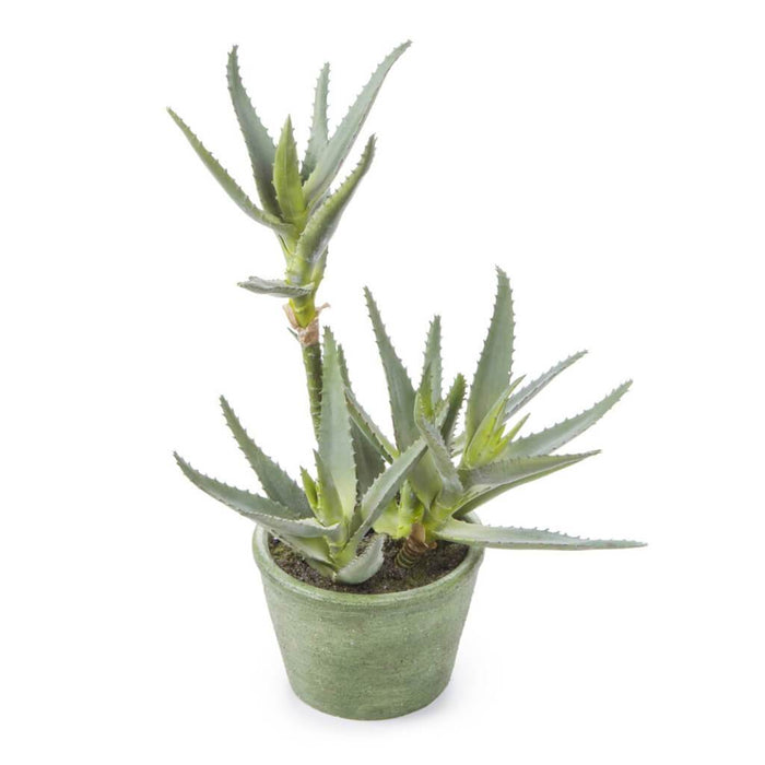 EVD SUCCULENT ALOE POT GR 12IN 