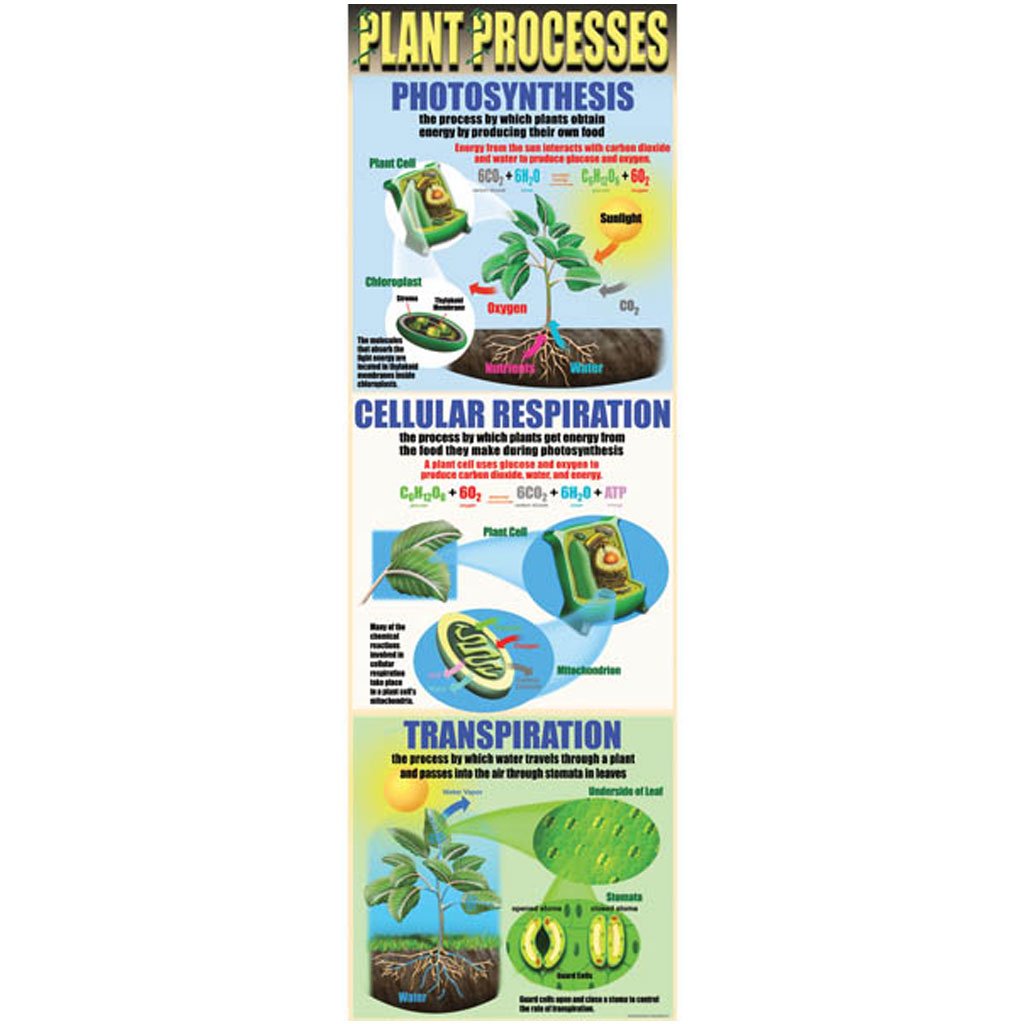 Plant Processes