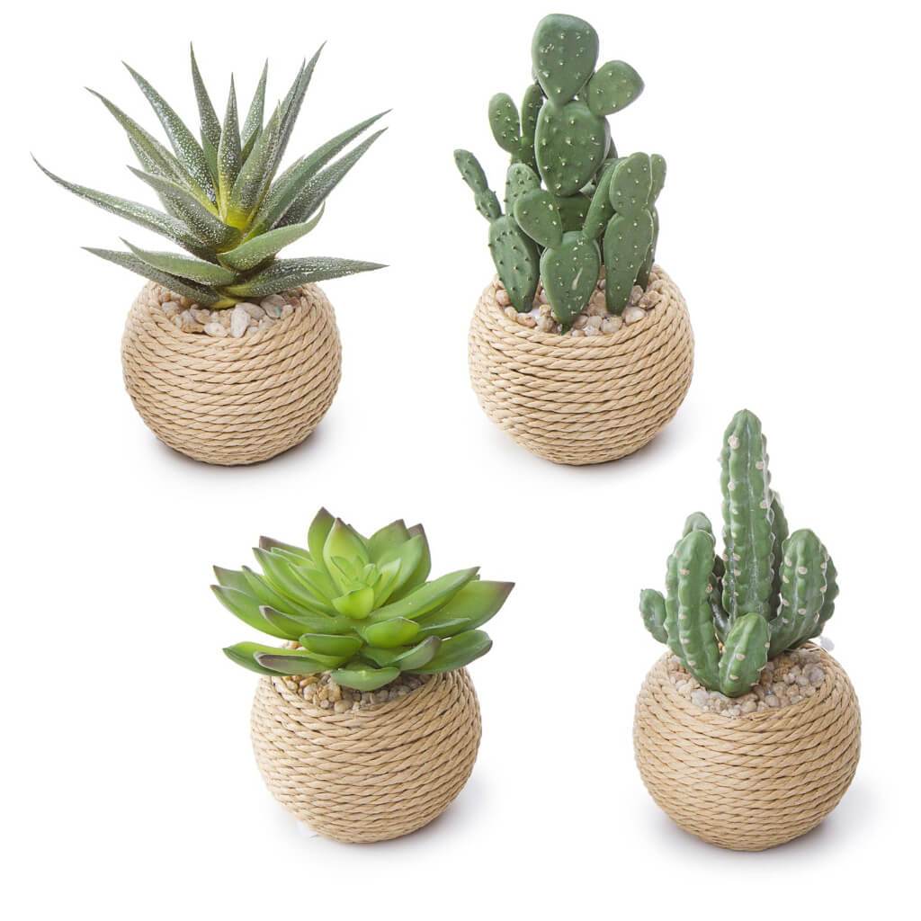 Evd Succulent Rope Pot Cactus