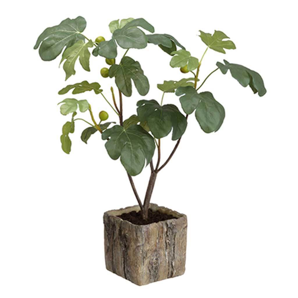 Fig Tree in Cement Planter 32in