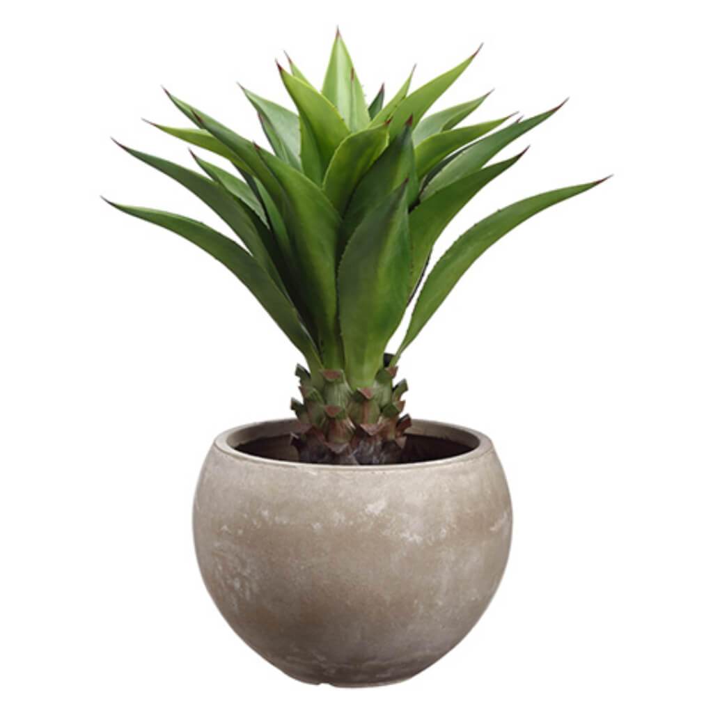 Agave Attenuata Plant In Fiber Clay Planter 34in