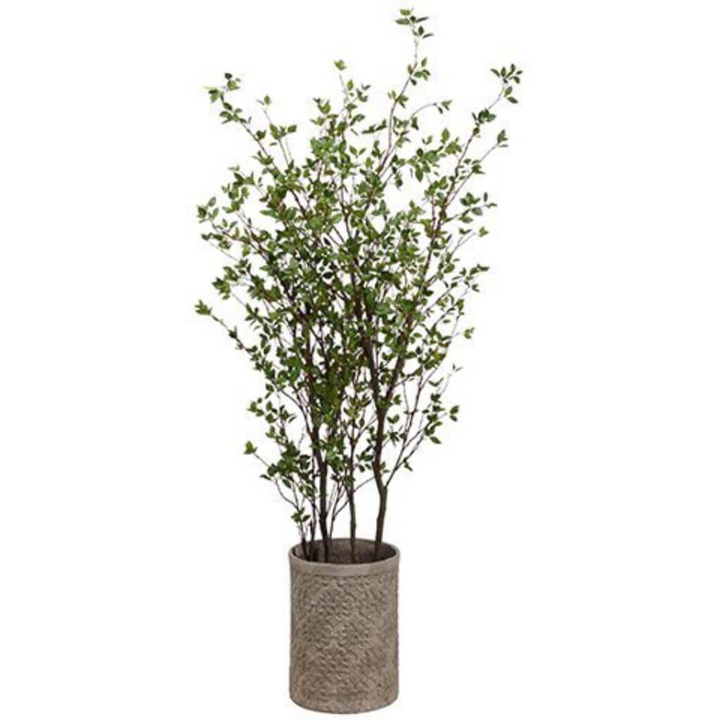 Cornus Tree in Fiber Cement Planter 7ft Green