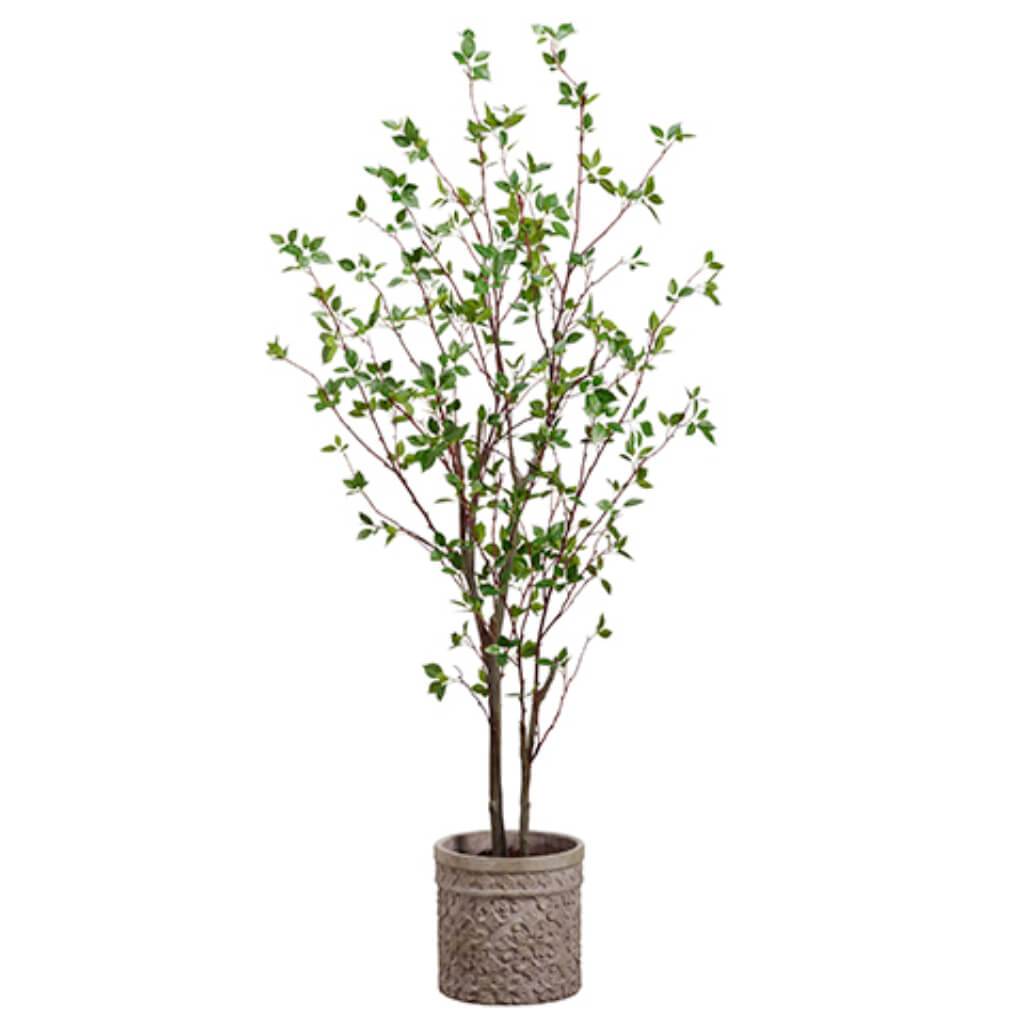 Cornus Tree in Planter Terra Cotta  6ft Green