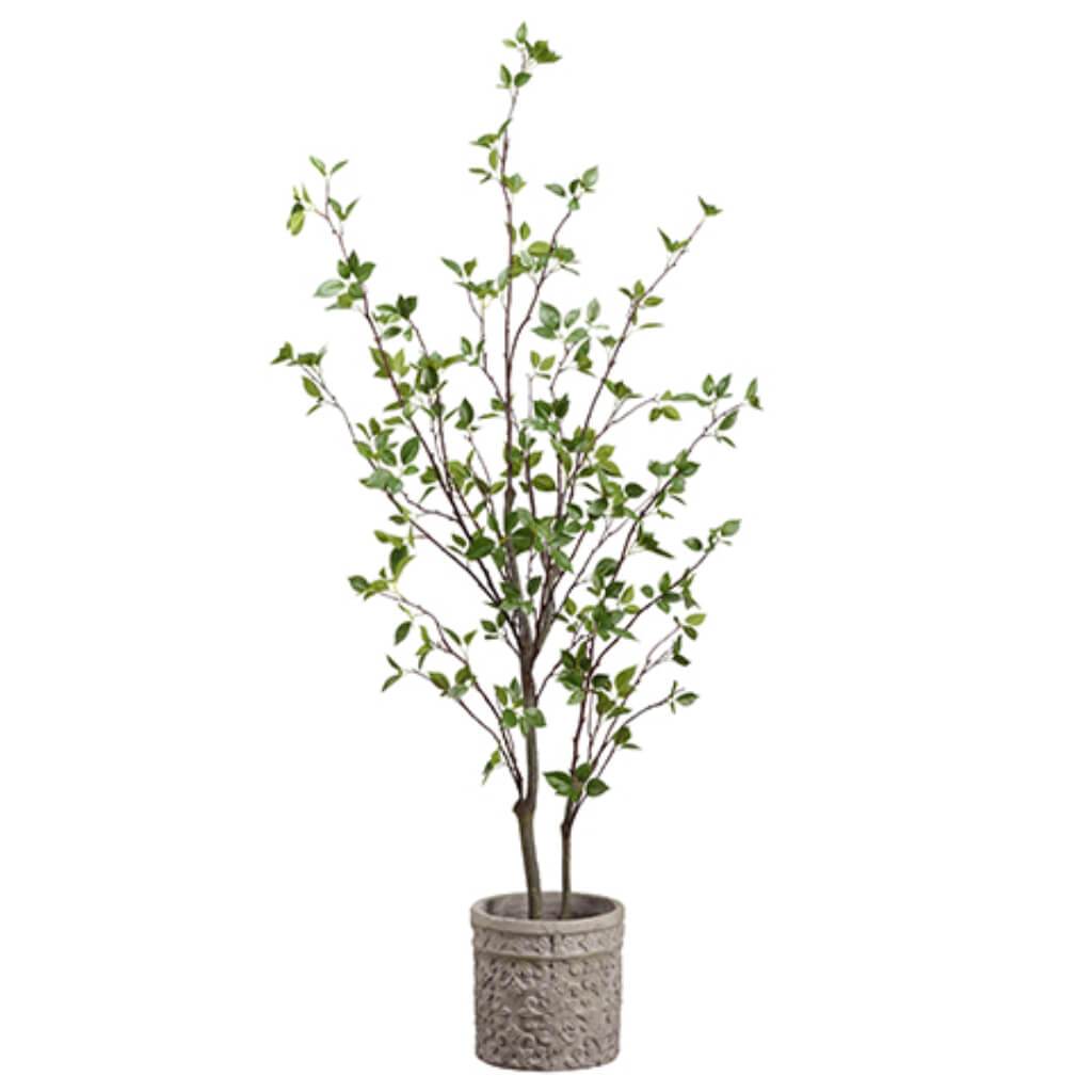 Cornus Tree in Planter Terra Cotta 5Ft