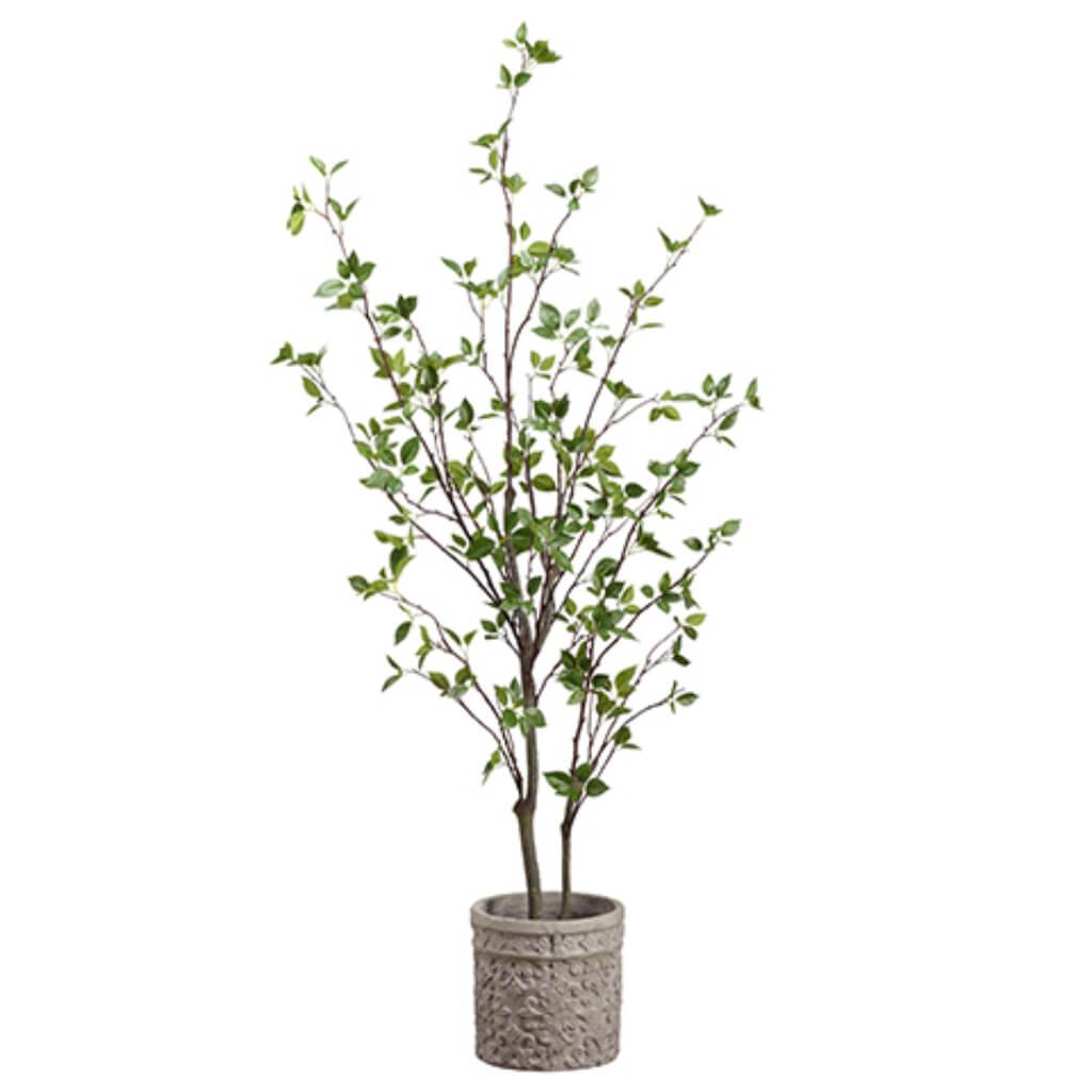 Cornus Tree in Planter Terra Cotta 5ft