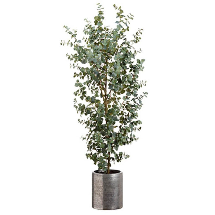 6.5' Eucalyptus Tree (P) Gr 